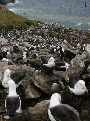 overzicht van de kolonie